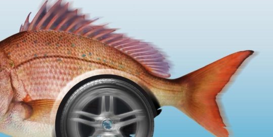 consorzio ittico fanese manifesto